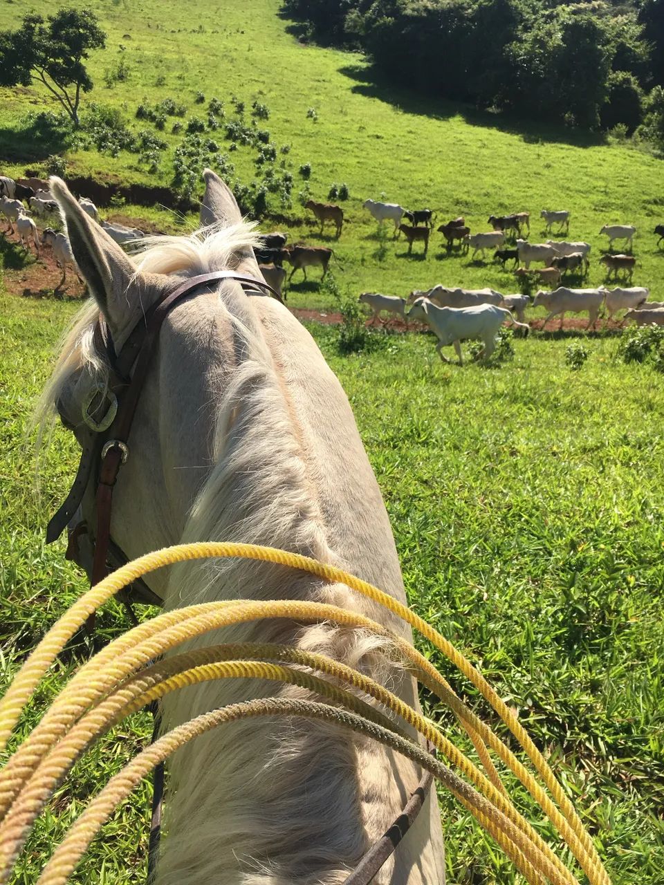 Cavalo Quarto de Milha   - Foto 3