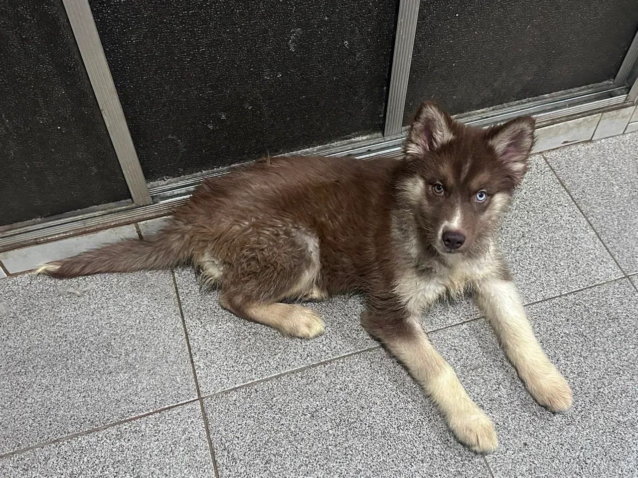 Husky a venda 