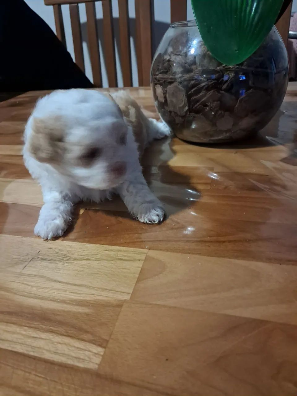 Filhotes de shih tzu  - Foto 5