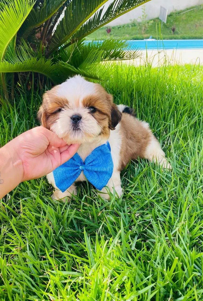 Shitzu macho 