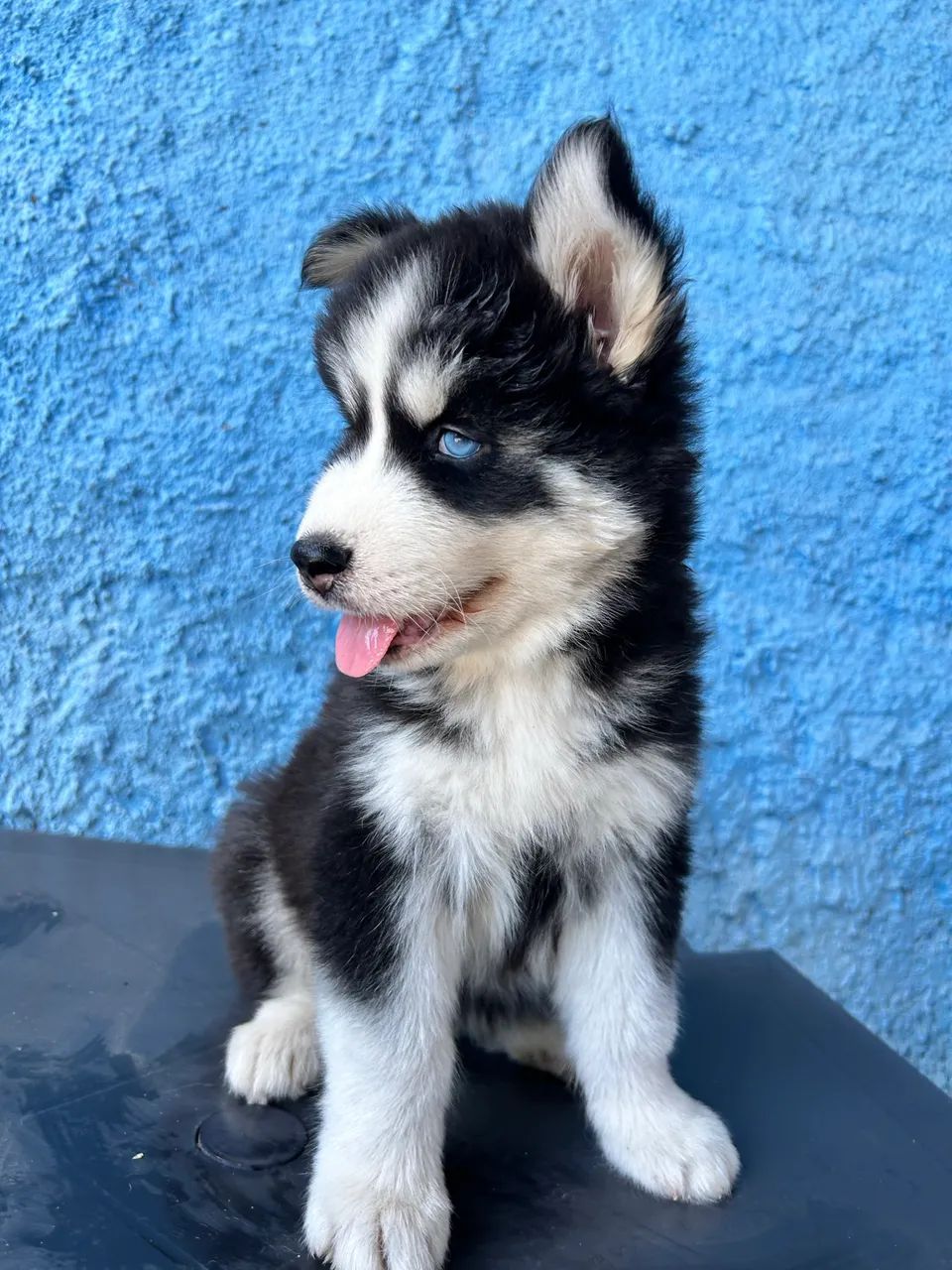 Husky siberiano wooly - Foto 5