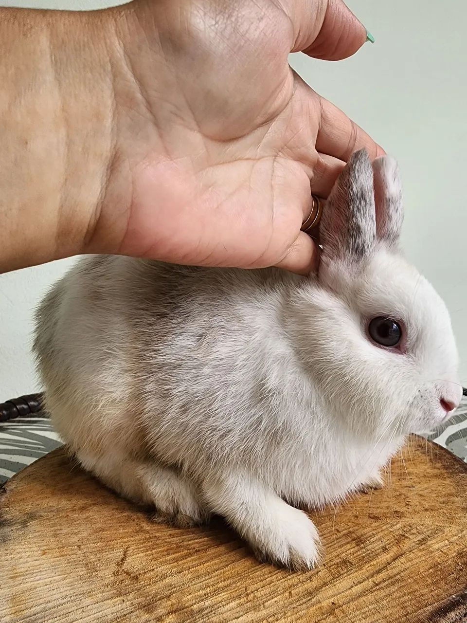 Mini Coelho Anão  - Foto 4