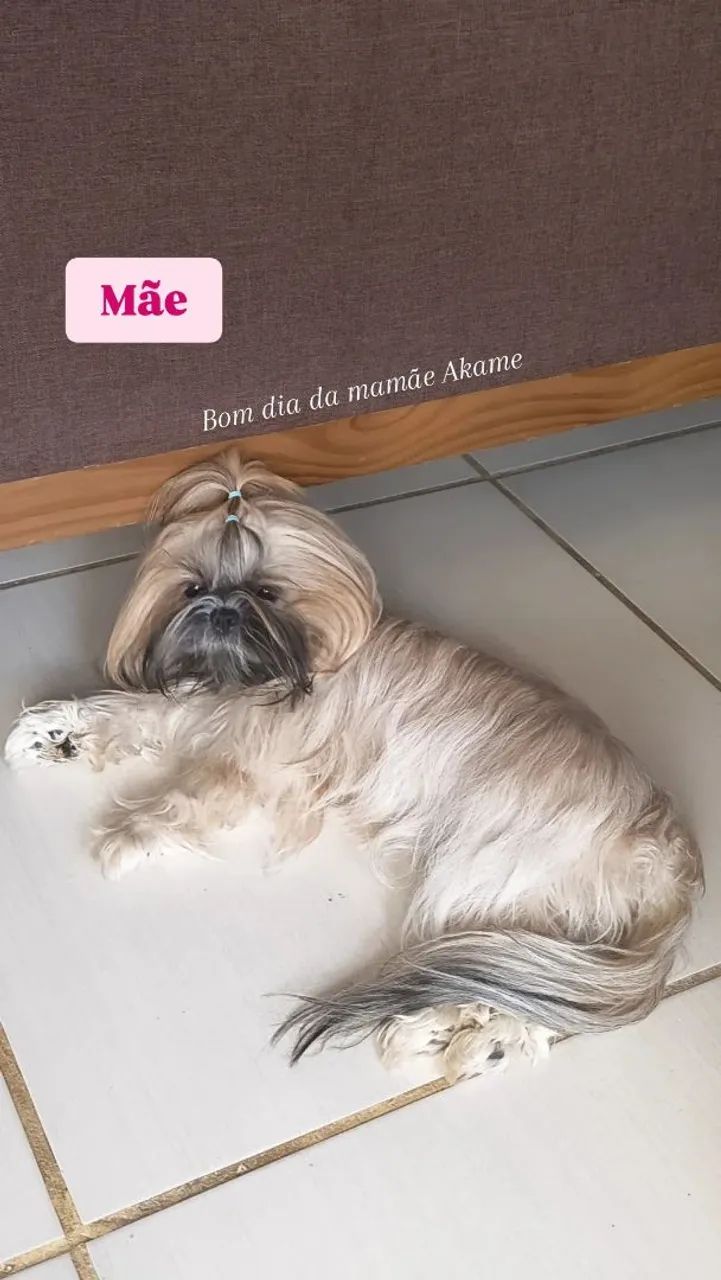 Bebê ShihTzu fêmea  - Foto 5