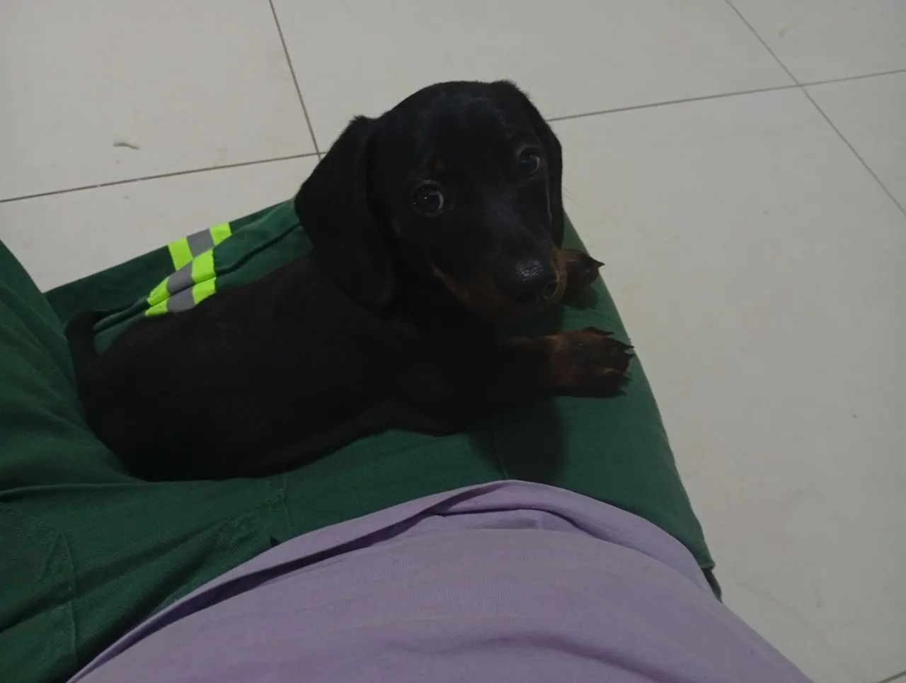 Bassê 