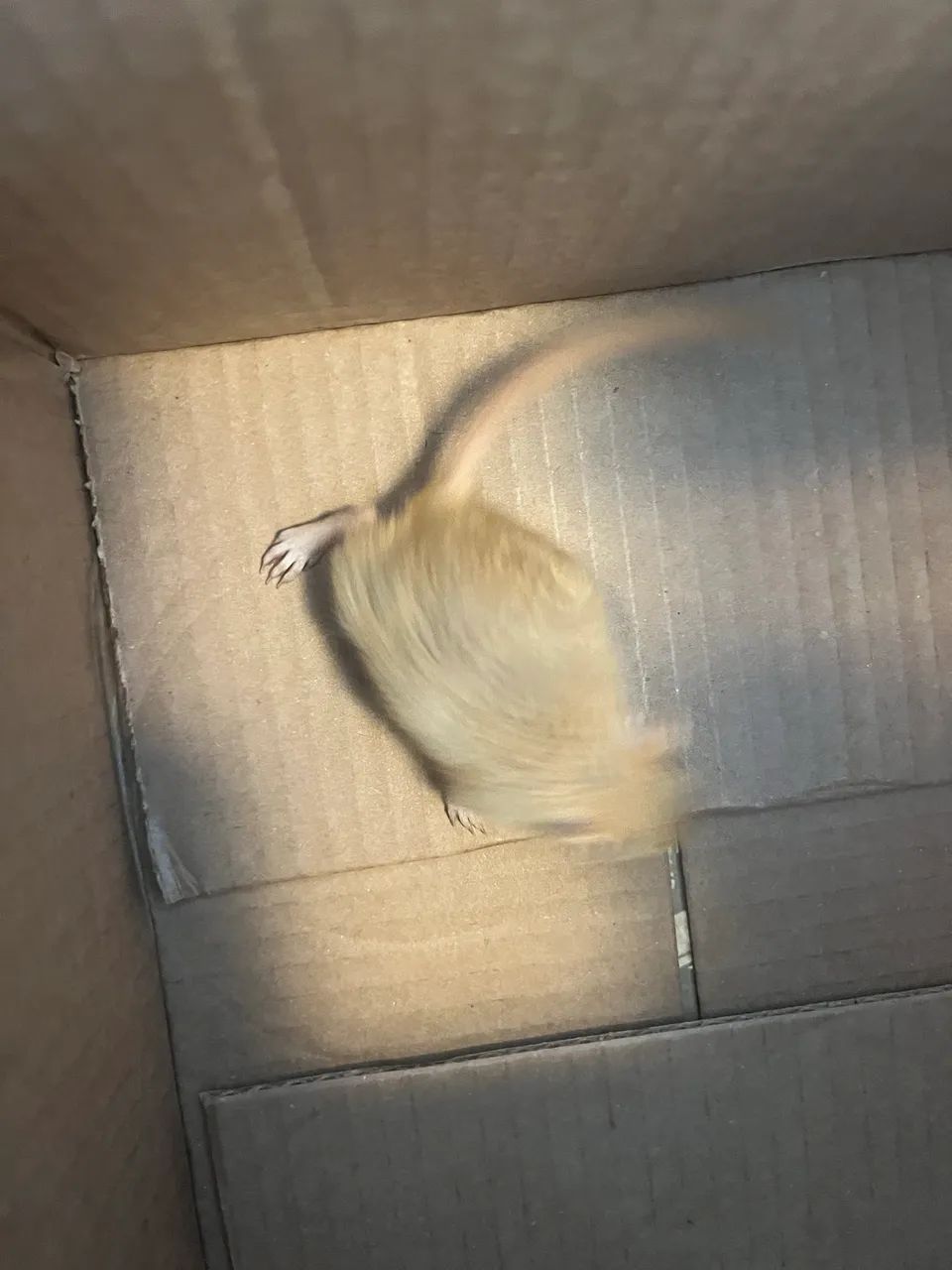 Gerbil doação  - Foto 2