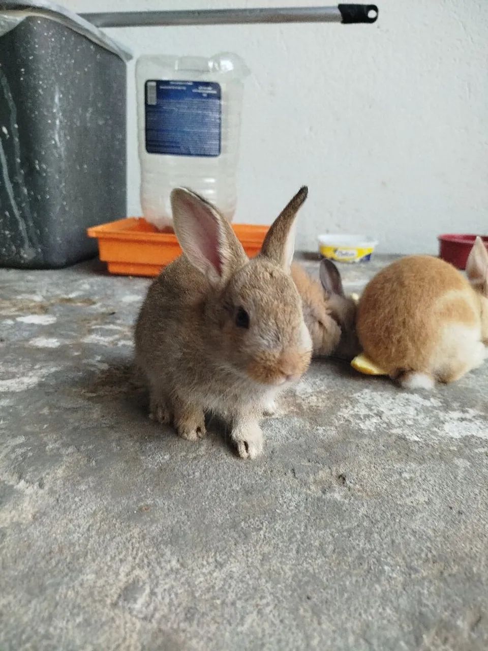 Filhotes de coelhos  - Foto 3