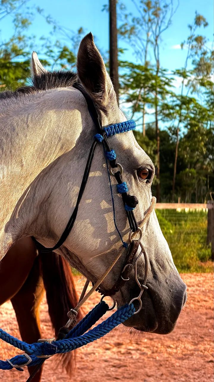 Cabeçada de corda para cavalo/égua/mula/burro - Foto 6