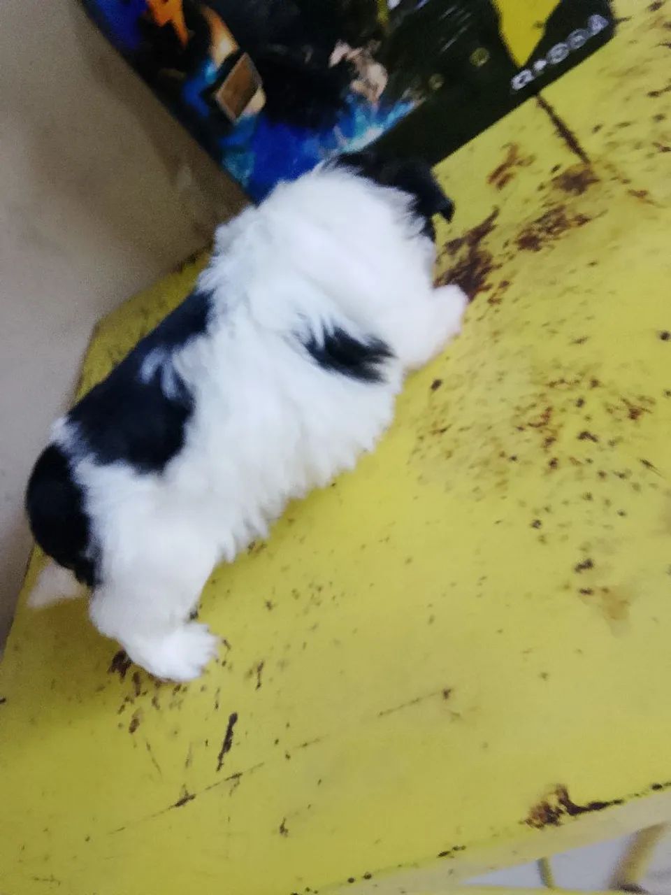  Shitzu 