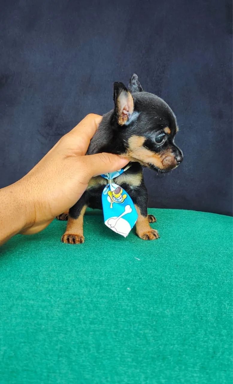 Pinscher Mini - Filhotes Pequenos - Foto 2