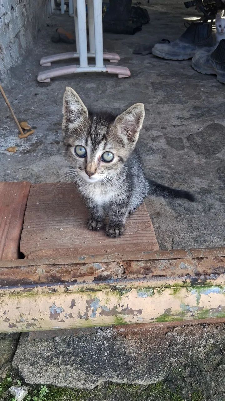 Gatos - Foto 3