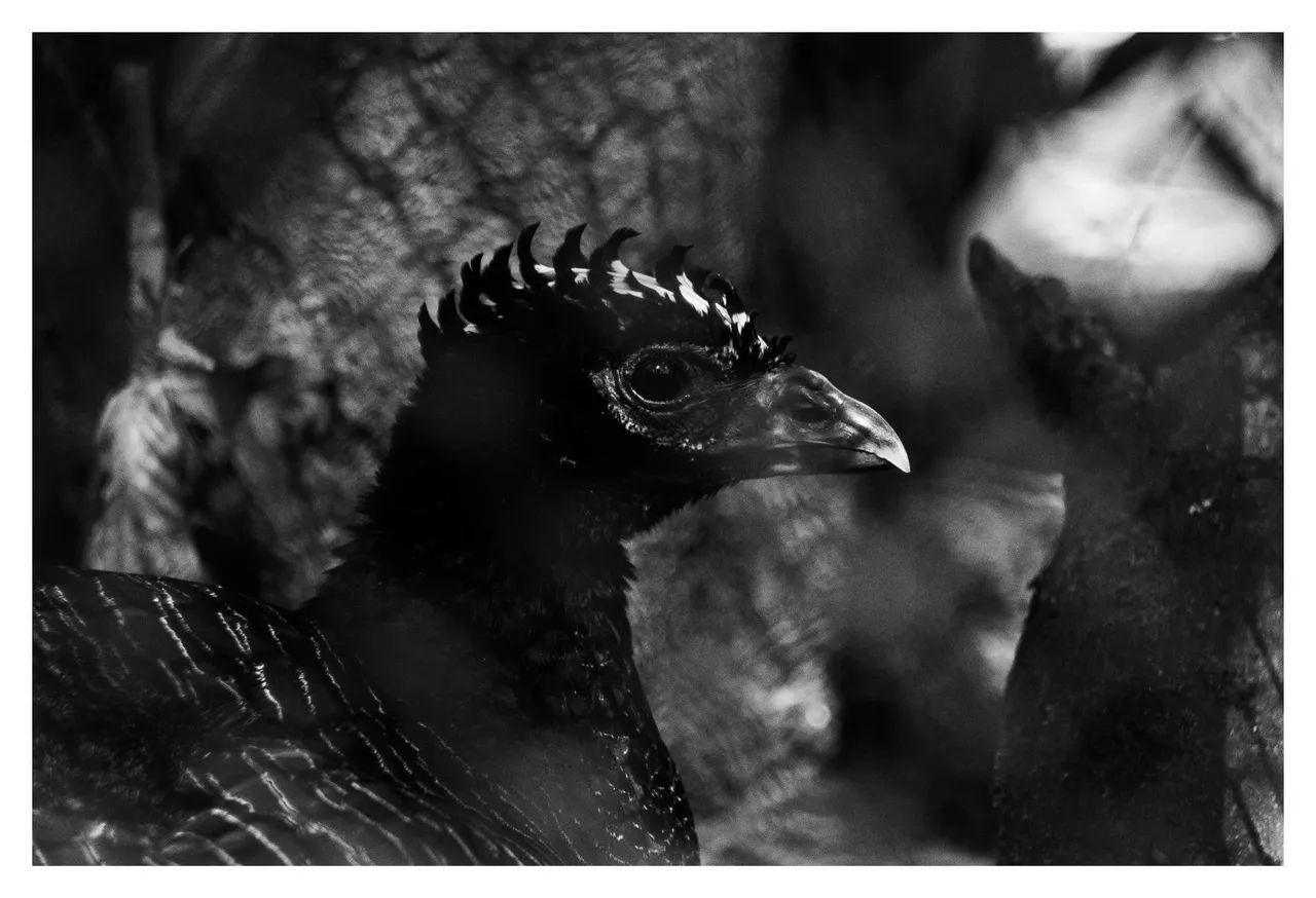 Sony nex 5 - Foto 4