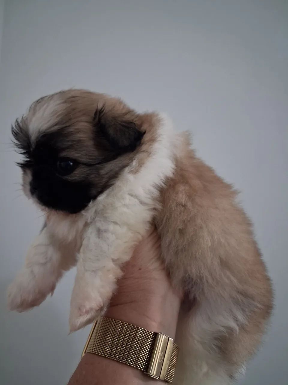 Shihtzu disponível 
