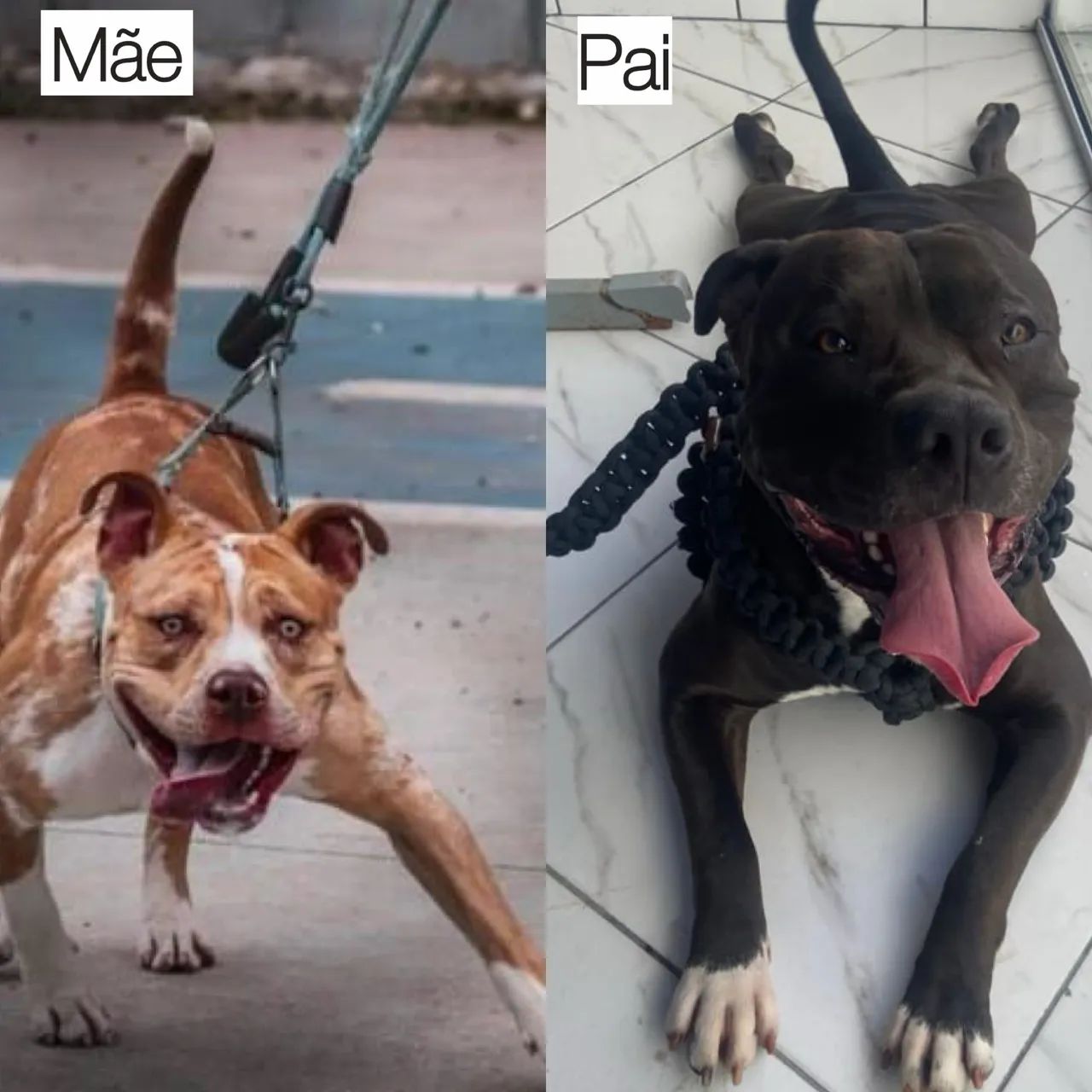 Doação conciente - Foto 4
