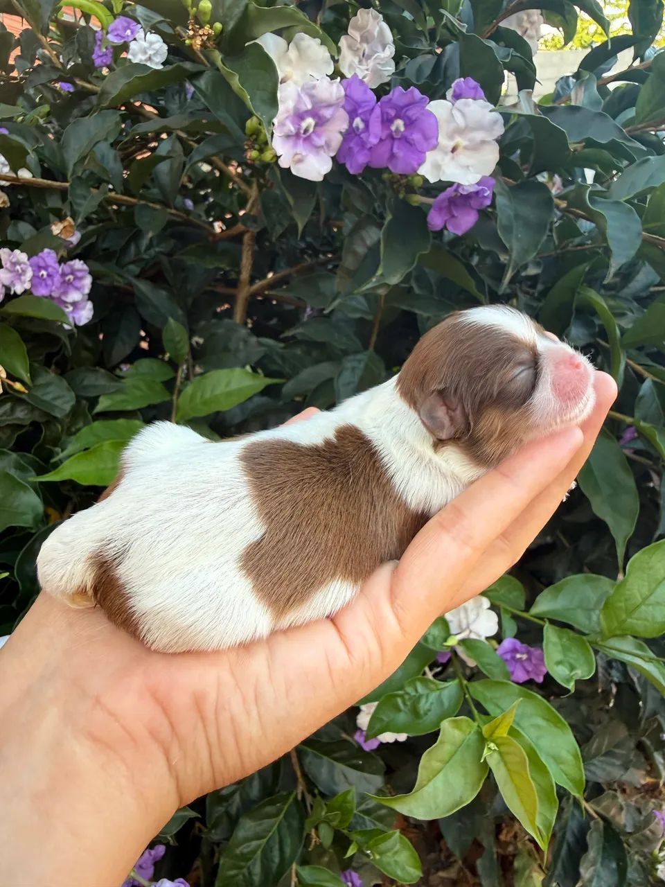 Babys Shih Tzu Disponíveis Para Reserva Parcelamos em 12x, @imperio_kennel  - Foto 6