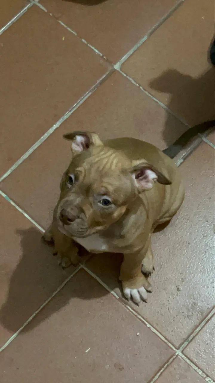 American Bully  - Foto 3