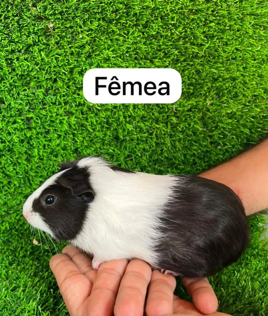 Porquinho da índia fêmea 