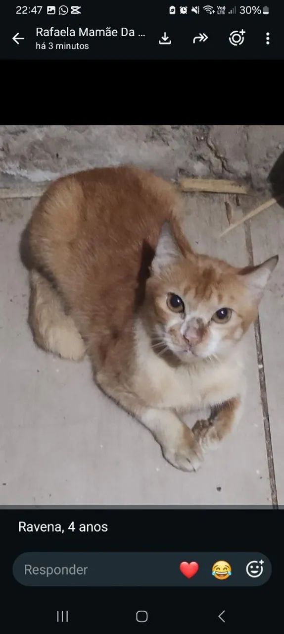 Gatinhas - Foto 3