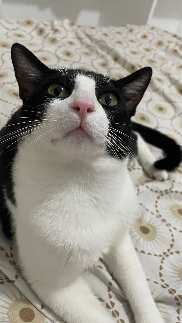 Gato adoção responsável  - Foto 2