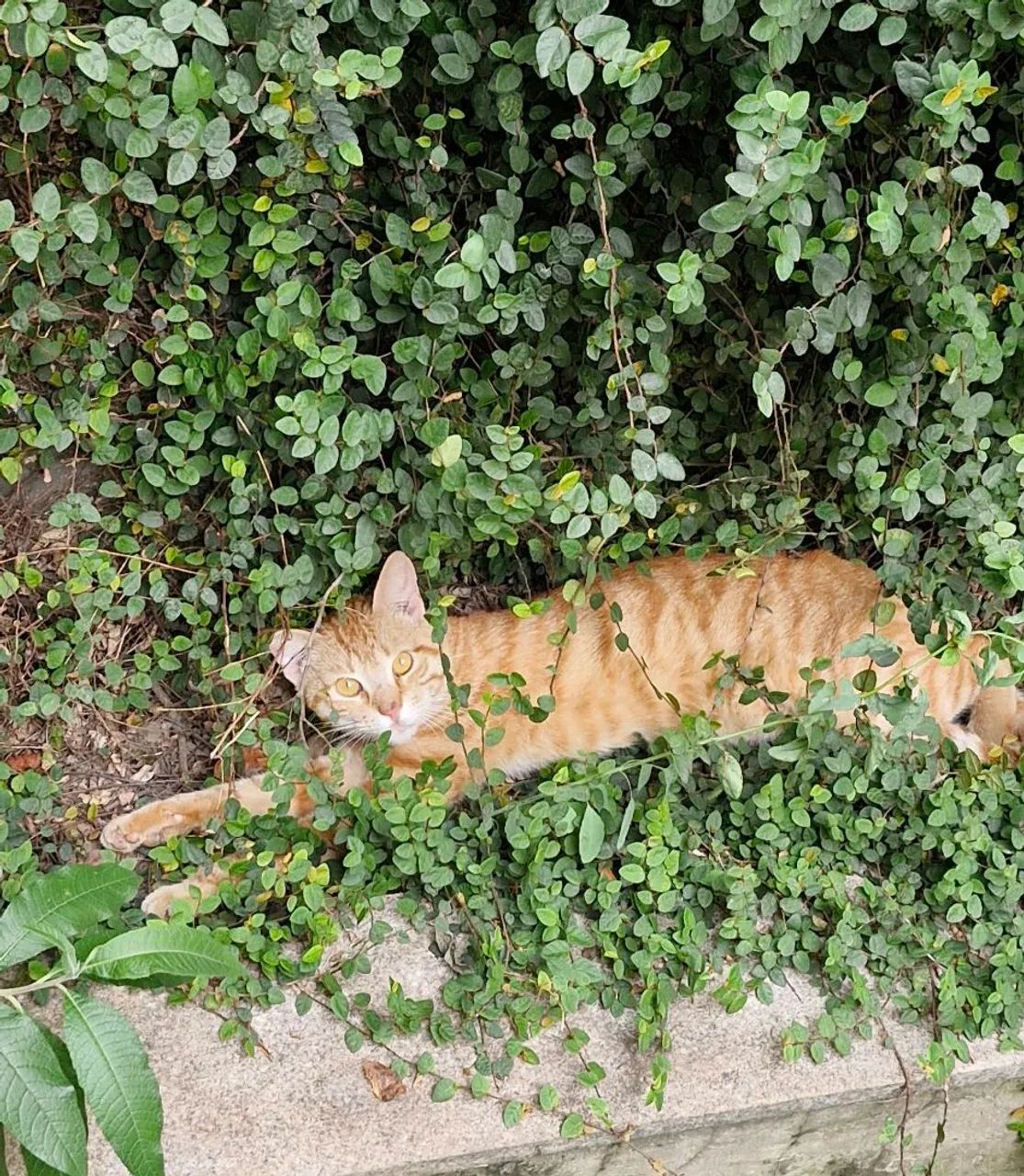 Gatinho laranja - Foto 3