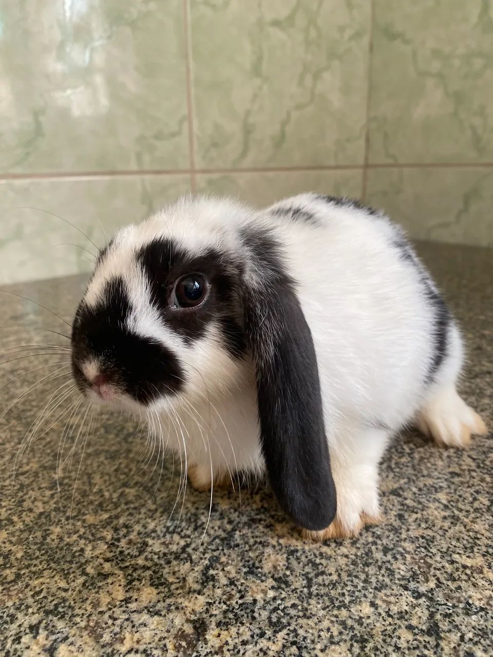 Filhote de Mini Coelho