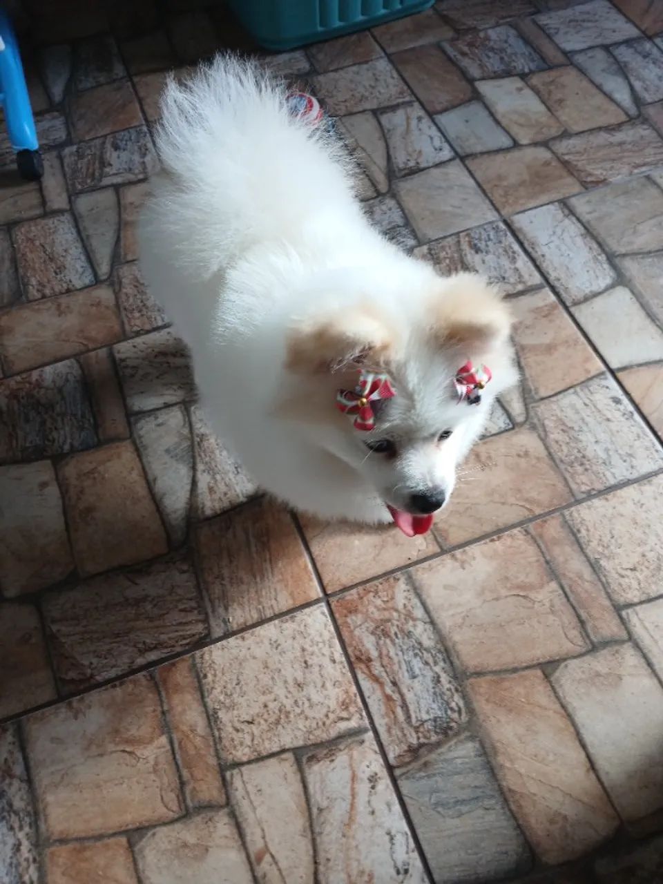 Lulu da pomerane - Foto 3