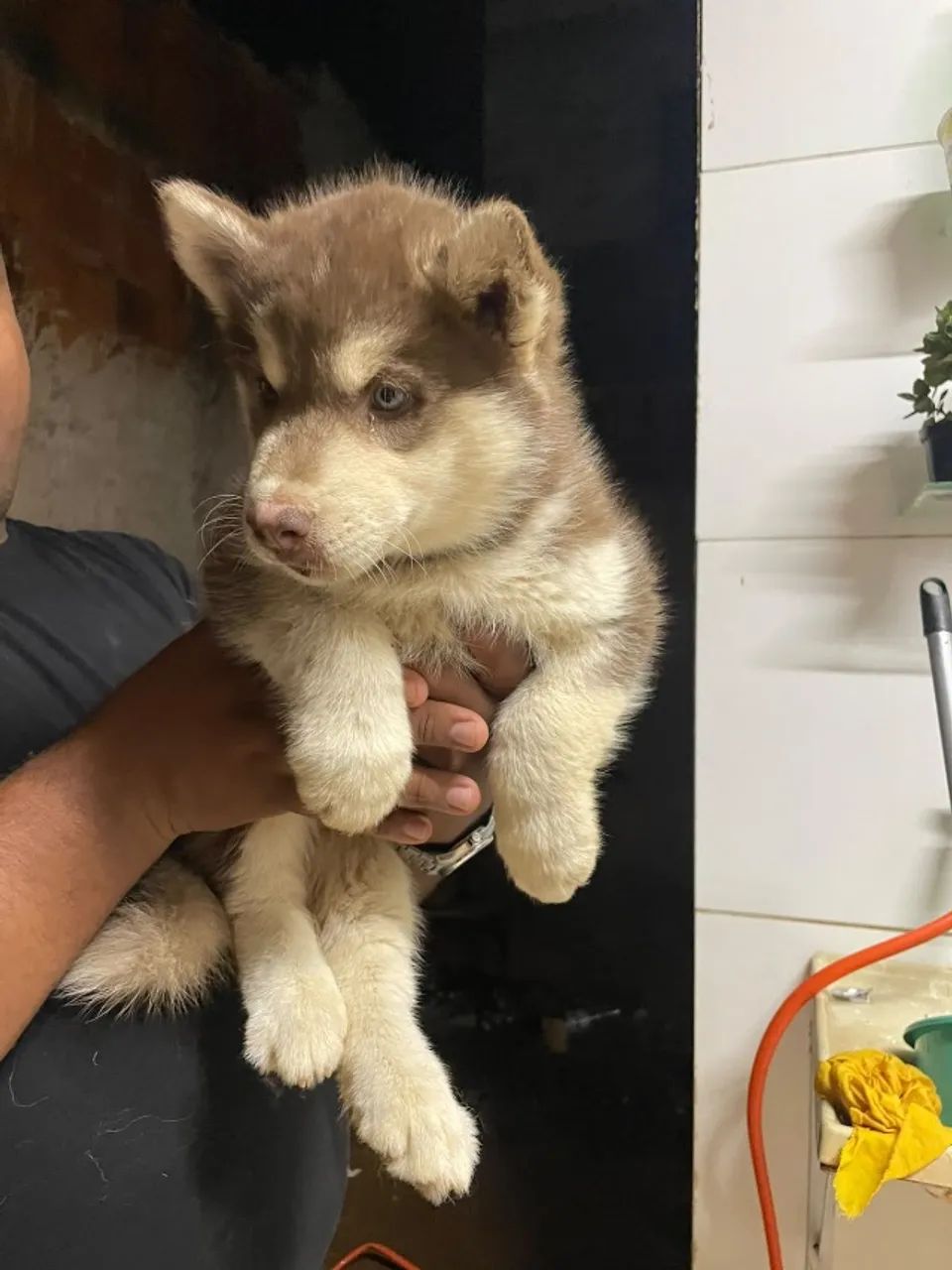 Cachorro - Foto 5