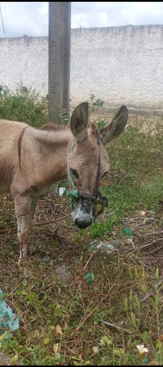 Burro - Foto 3