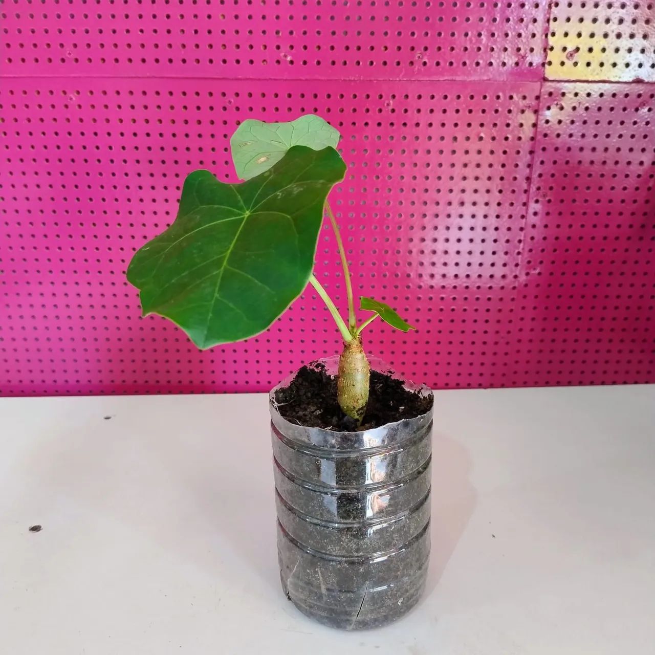 Mudinhas de plantas  - Foto 3