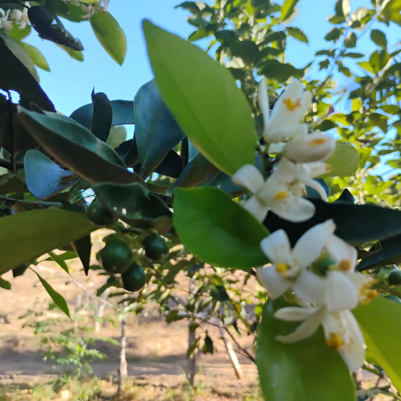 Vende-se Mudas frutíferas  - Foto 2