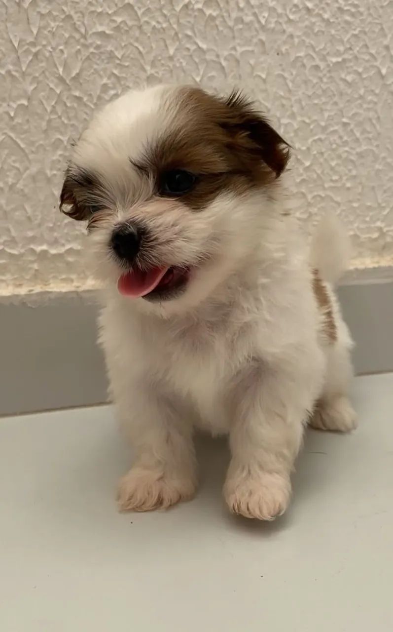 Lhasa Apso  - Foto 2