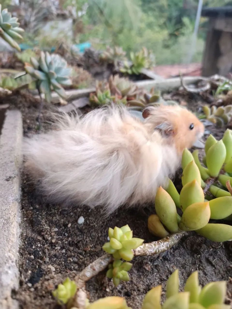 Hamster angorá sírio Maceió  - Foto 3