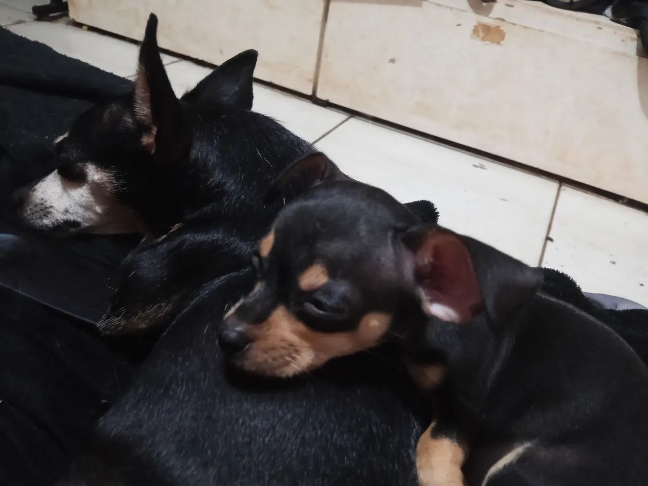 Pincher num 1(macho) - Foto 2