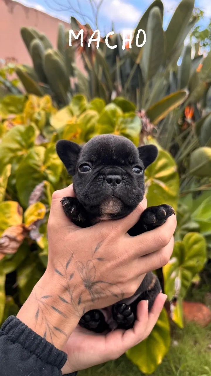 Filhotes Bulldog Francês machos  - Foto 3