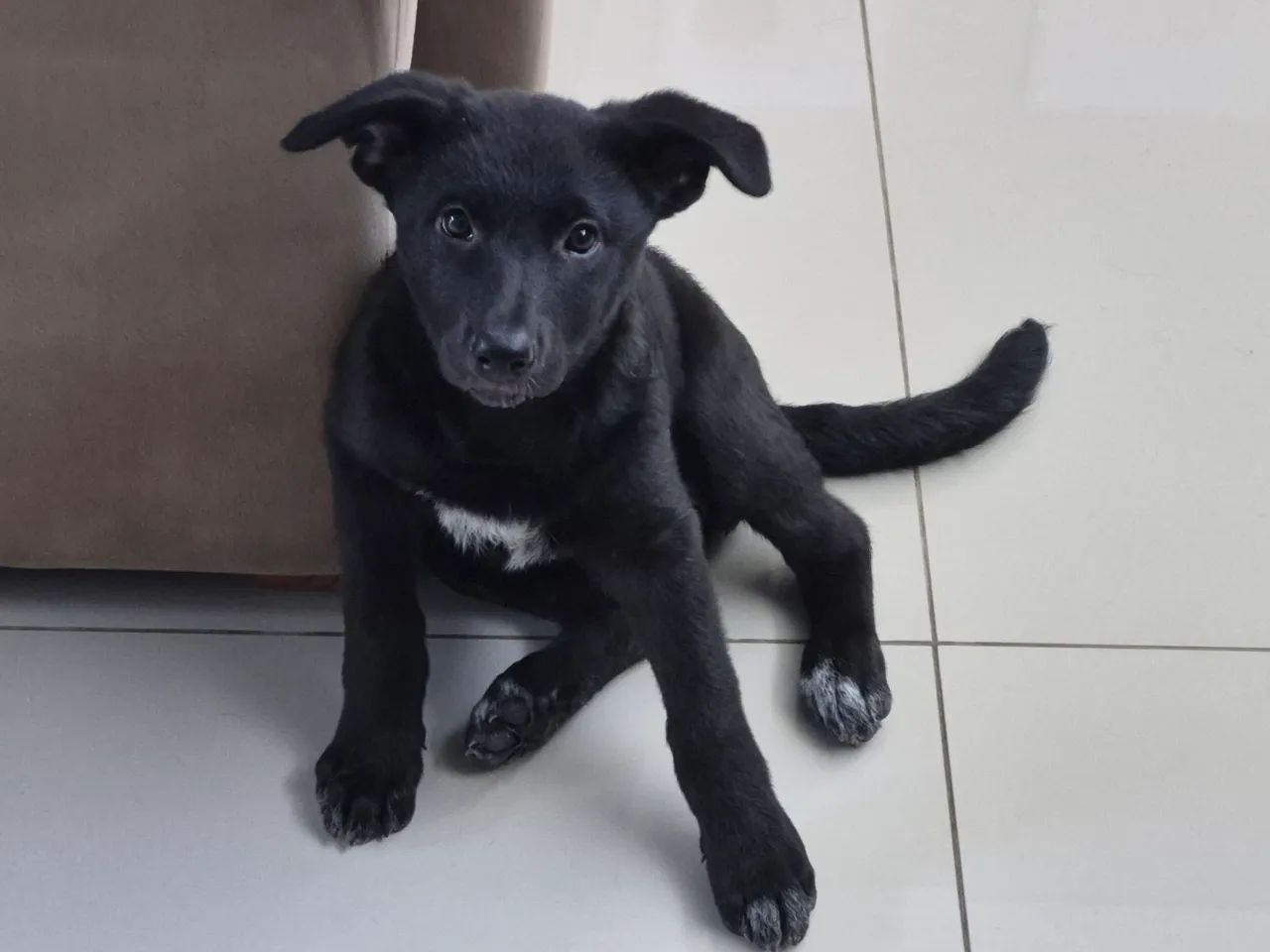 Doação responsável  - Foto 4