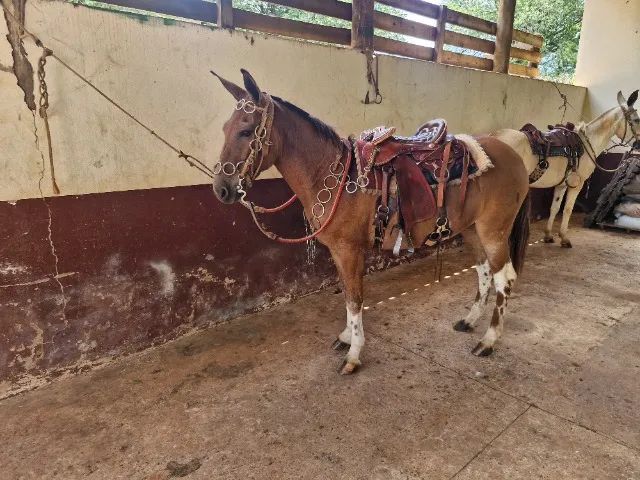 Mula marchadeira  - Foto 4