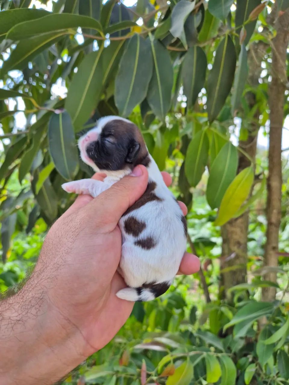 Shihtzu machos e femeas - Foto 3