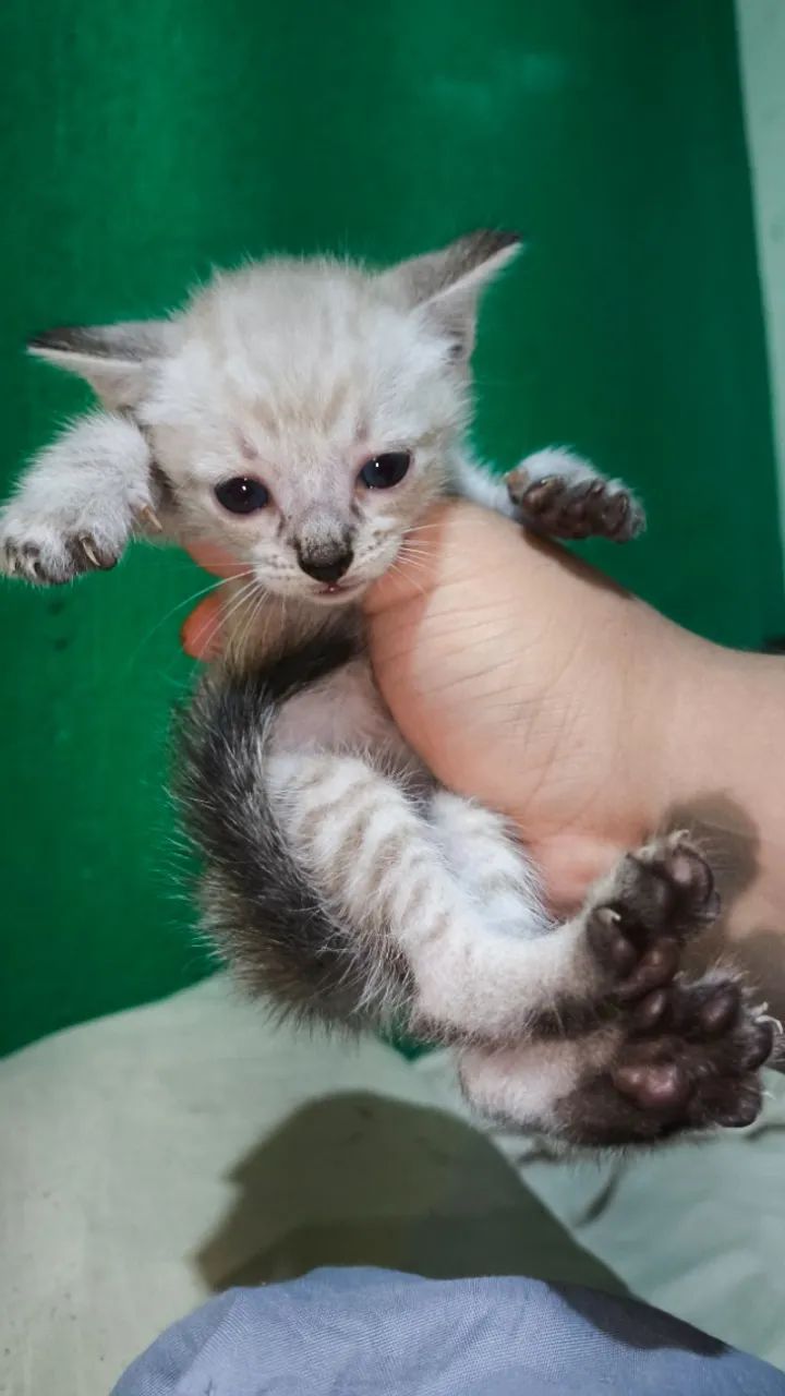 Doação Solidária! Gatinhos para adoção, duas fêmeas, com 2 meses de vida.  - Foto 2