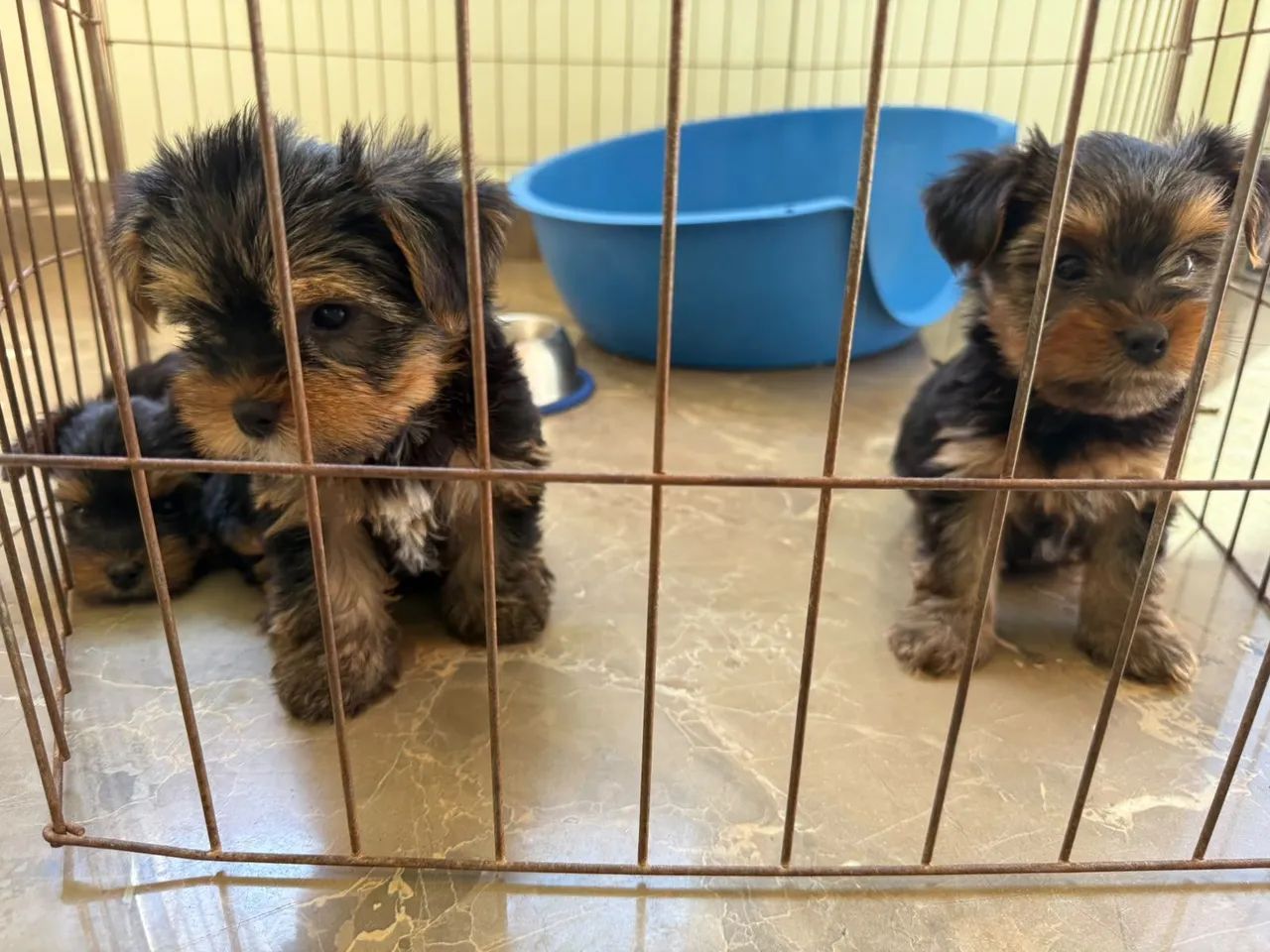 Filhotes Yorkshire Terrier - Foto 5