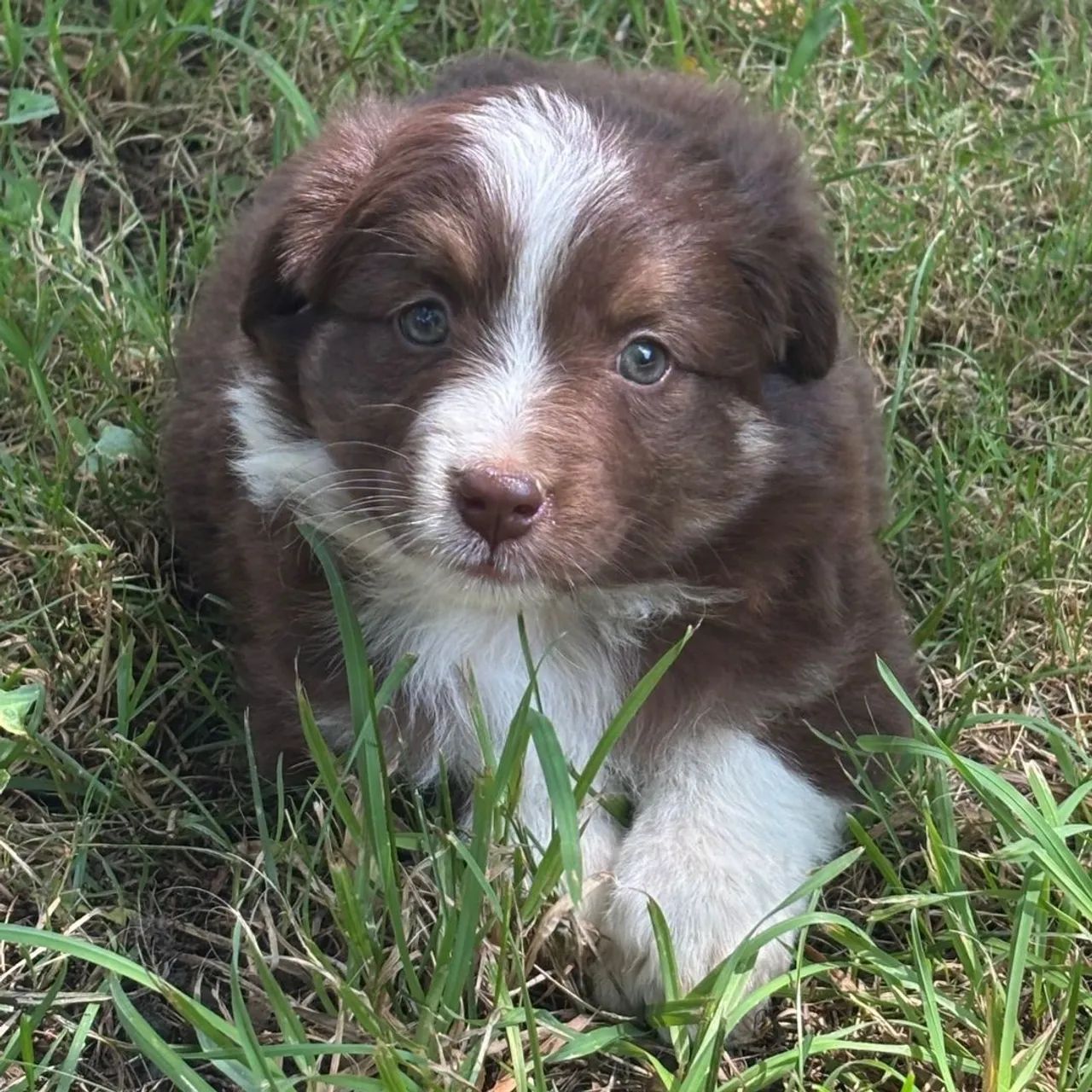 Border Collie: Filhotes inteligente e saudáveis 