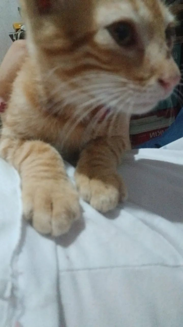 GATO - ADOÇÃO RESPONSÁVEL  - Foto 2