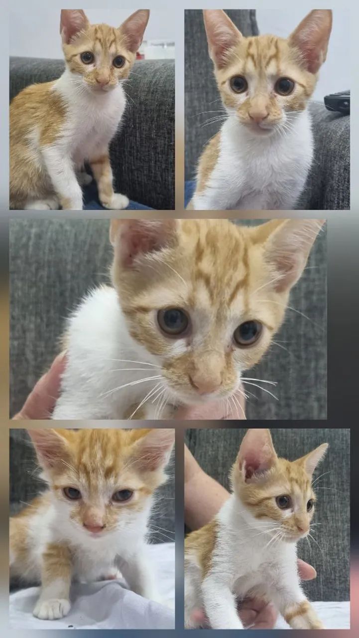 Doação de gatinhos filhotes - Foto 6