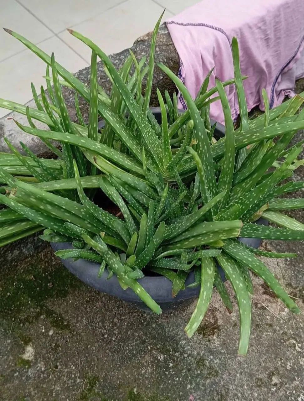 Babosa planta  - Foto 2