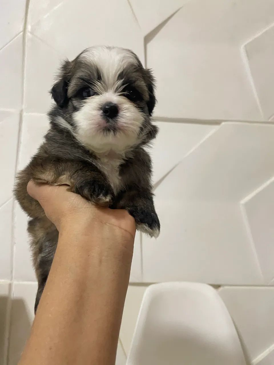 Shihtzu com poodle - Foto 4