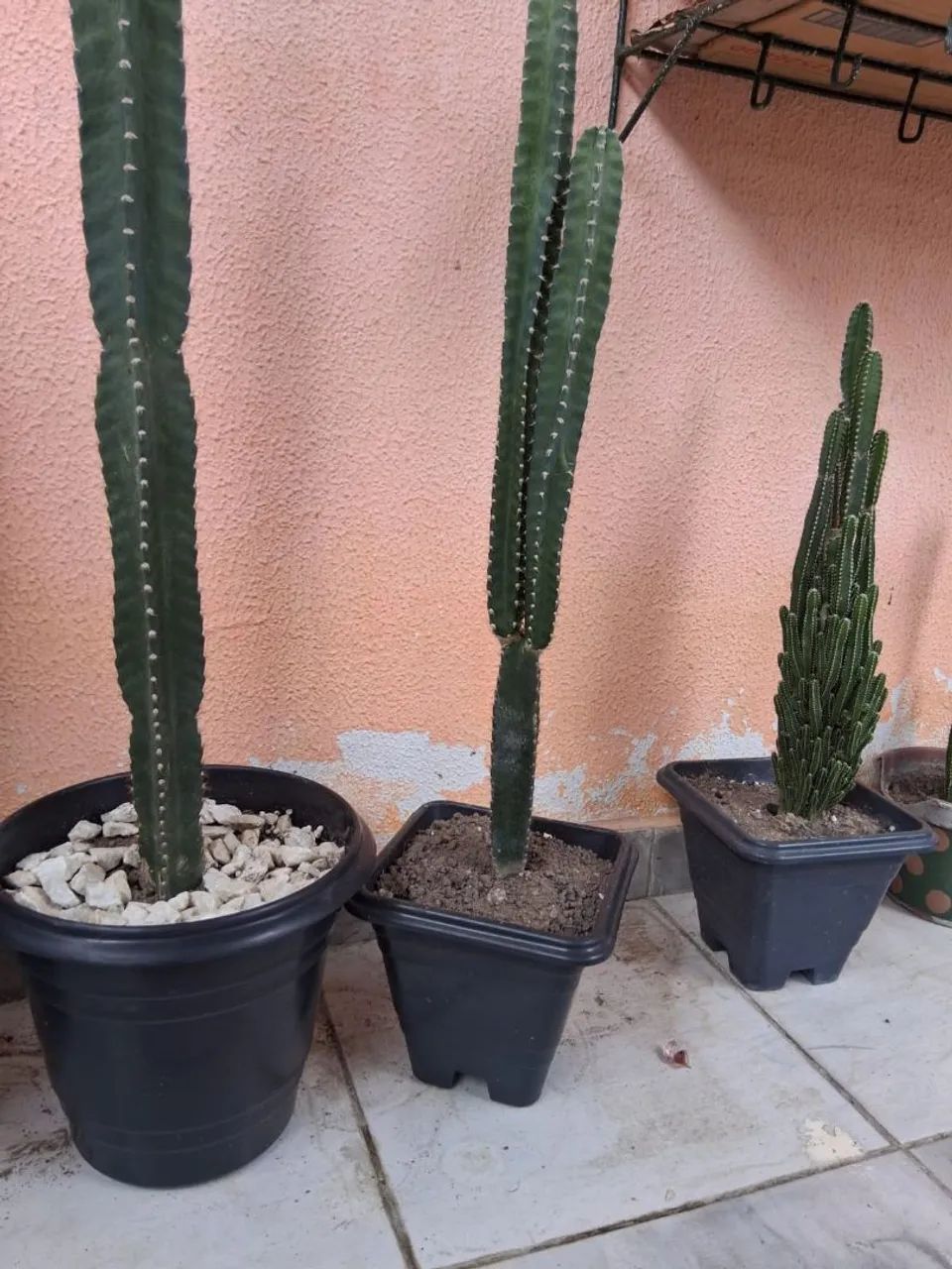 Cactos  - Foto 4