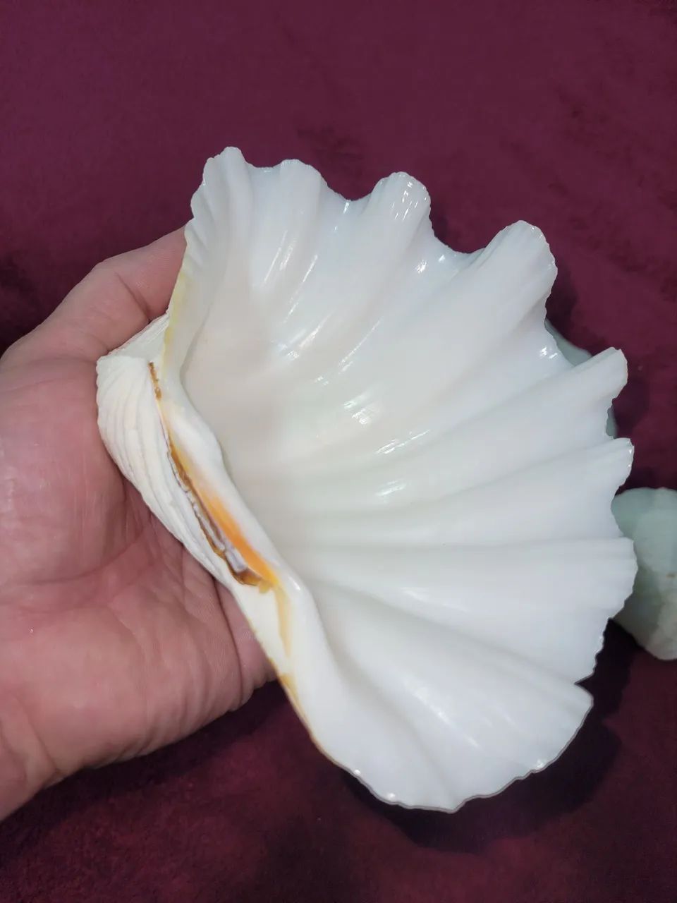 3 conchas sendo a maior com 19 cm  - Foto 3
