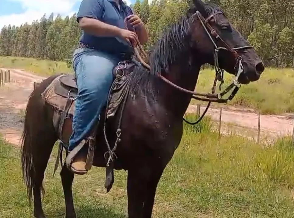 CAVALO QUARTO DE MILHA (Vendo Ou Troco) - Foto 2