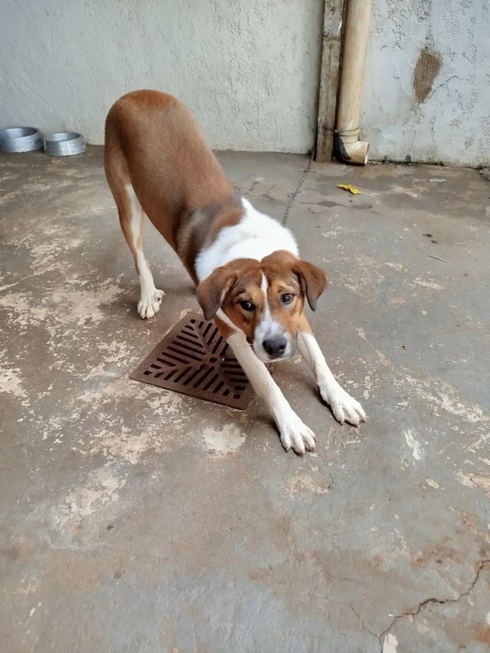 Doação de Cachorro  - Foto 2