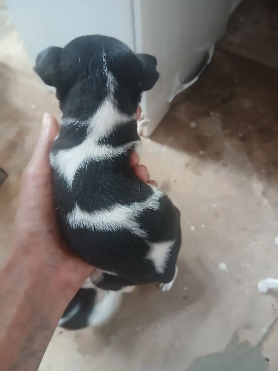 Fox paulistinhaa - Foto 4