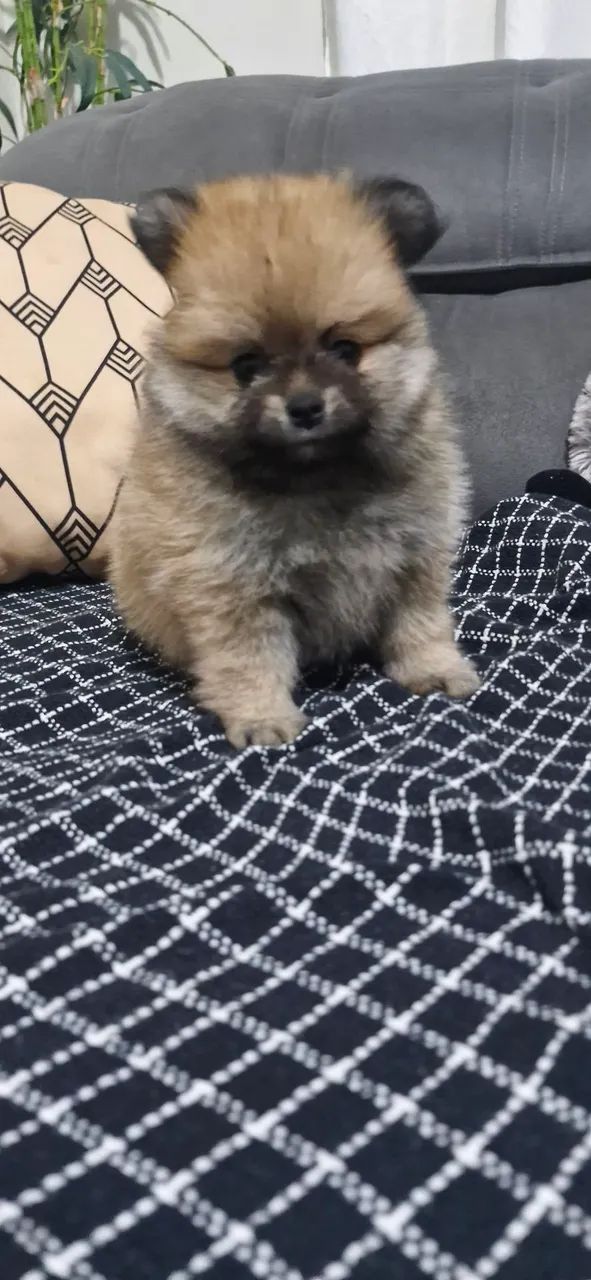 Spitz alemão  - Foto 3
