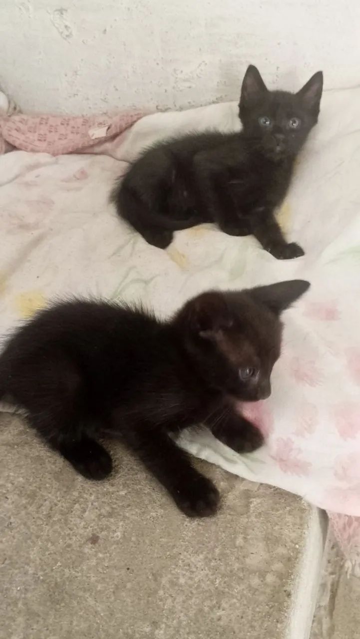 Doação de gatinhos - Foto 3